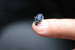 Cerogria klapperichi