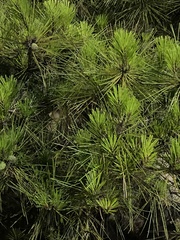Pinus