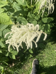 Aruncus
