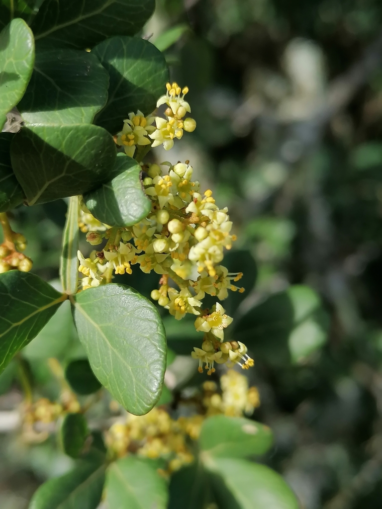 Wing Currantrhus (Searsia in southern Africa) · iNaturalist