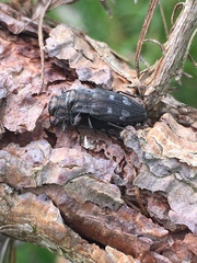 Chrysobothris cribraria