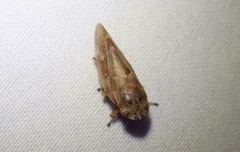 Aphrophora saratogensis