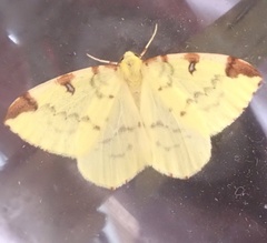 Opisthograptis luteolata