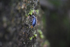 Cerogria klapperichi