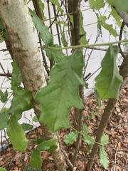 Quercus chapmanii