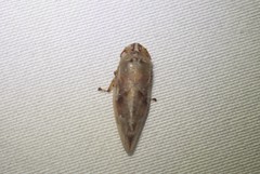 Aphrophora saratogensis