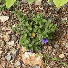 Scutellaria strigillosa