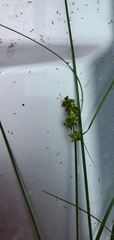 Carex retroflexa