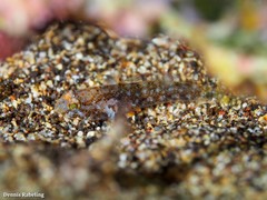 Vanneaugobius canariensis