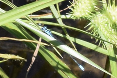 Enallagma divagans