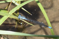 Enallagma divagans