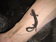 Pseudoeurycea leprosa