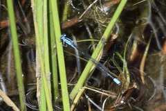 Enallagma divagans