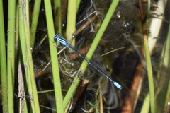 Enallagma divagans