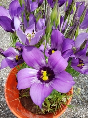 Eustoma russellianum