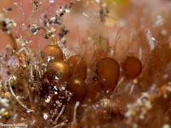 Botryocladia botryoides