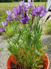 Eustoma russellianum