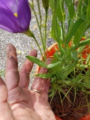Eustoma russellianum