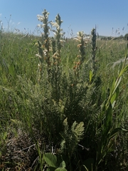 Pedicularis achilleifolia