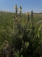 Pedicularis achilleifolia