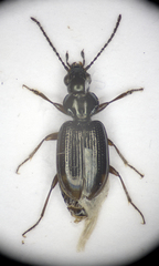 Bembidion guttula