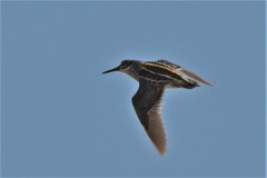 Jack Snipe photo 4
