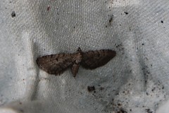 Eupithecia intricata