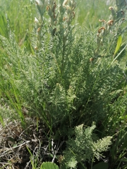 Pedicularis achilleifolia