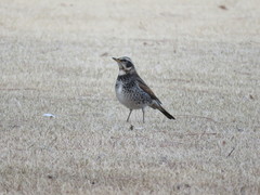 Dusky Thrush photo 2