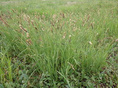 Carex schmidtii