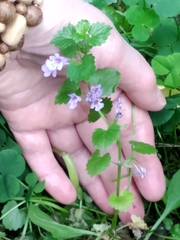 Glechoma hederacea