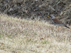 Turdus pilaris