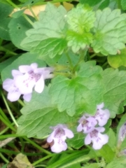 Glechoma hederacea