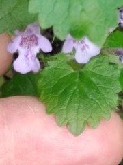 Glechoma hederacea