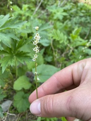 Ozomelis stauropetala