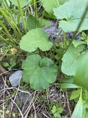 Ozomelis stauropetala