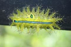 Quasithosea obliquistriga