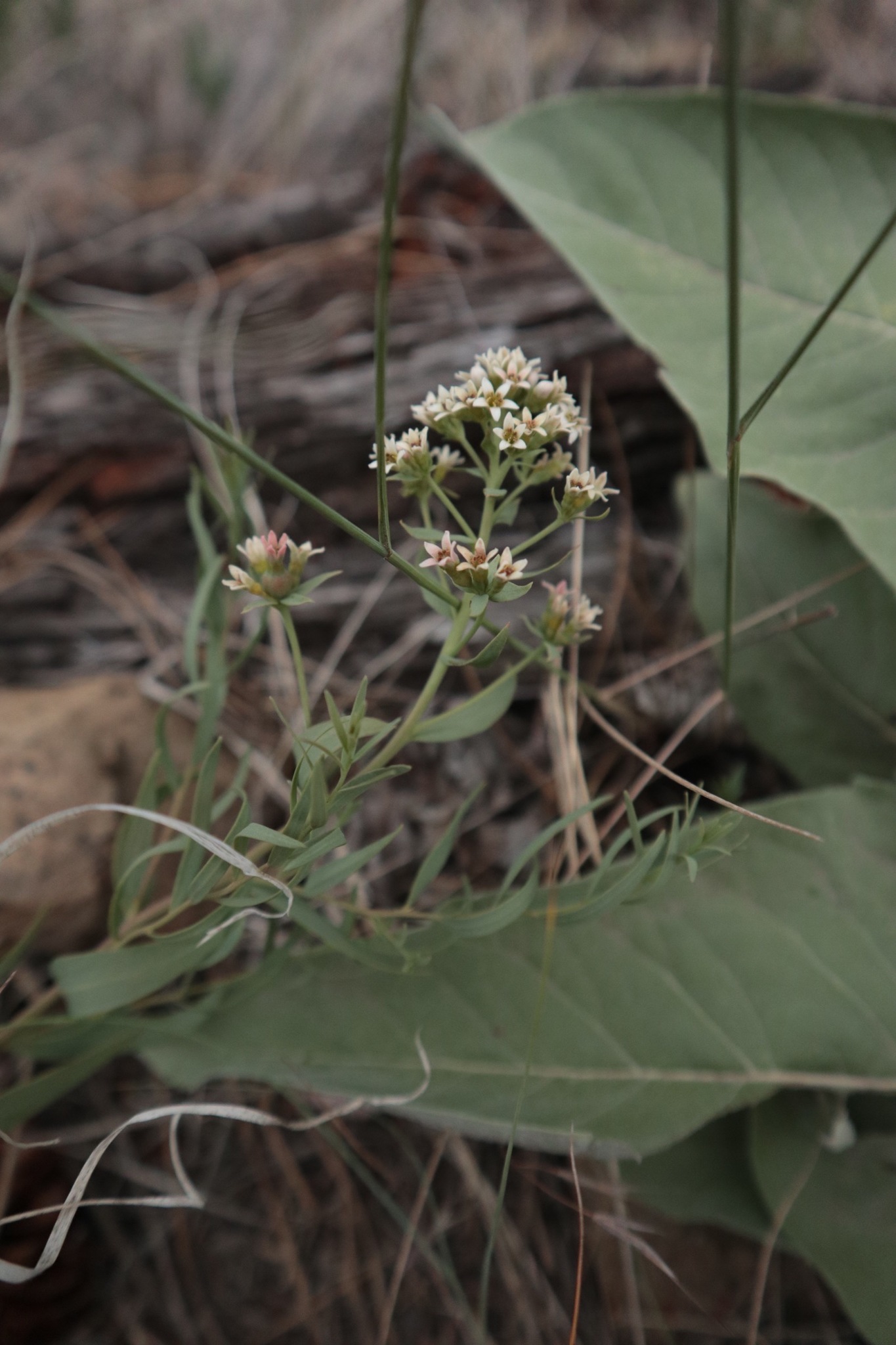 Comandra umbellata