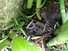 Pseudoeurycea leprosa