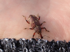 Hylobius transversovittatus