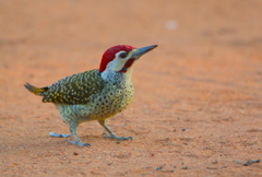 Campethera bennettii
