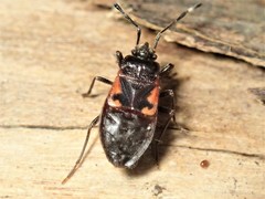 Delacampius lateralis