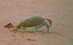 Campethera bennettii