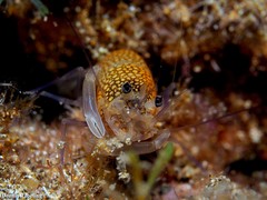 Gnathophyllum elegans