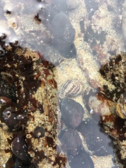 Acanthinucella spirata