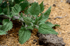 Urtica simensis