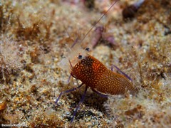 Gnathophyllum elegans