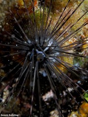 Diadema africanum