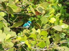 Alcedo coerulescens