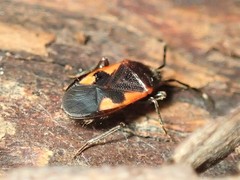 Delacampius lateralis